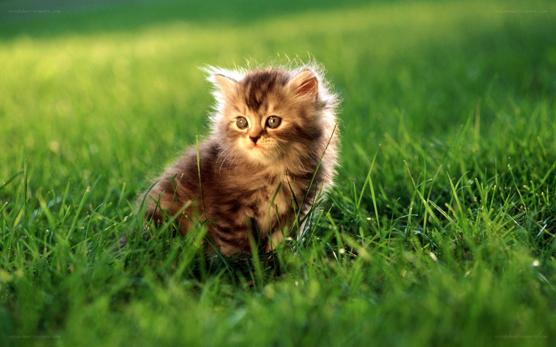 fluffy kitten in grass