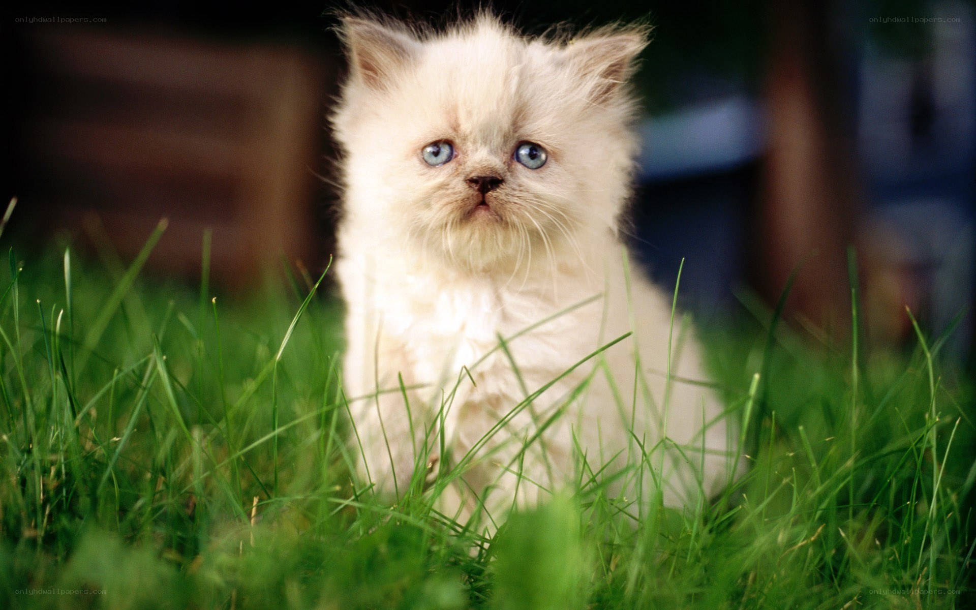 fluffy kitten in grass