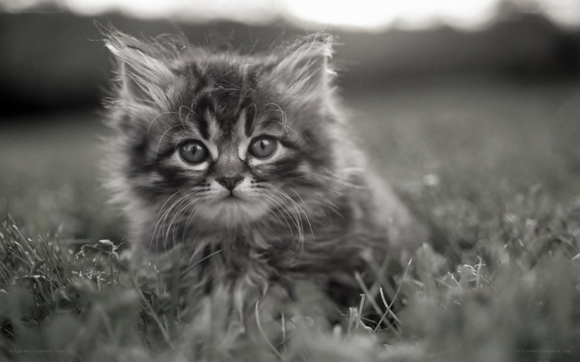 fluffy kitten in grass