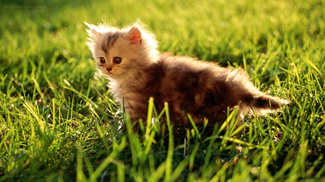 fluffy kitten in grass