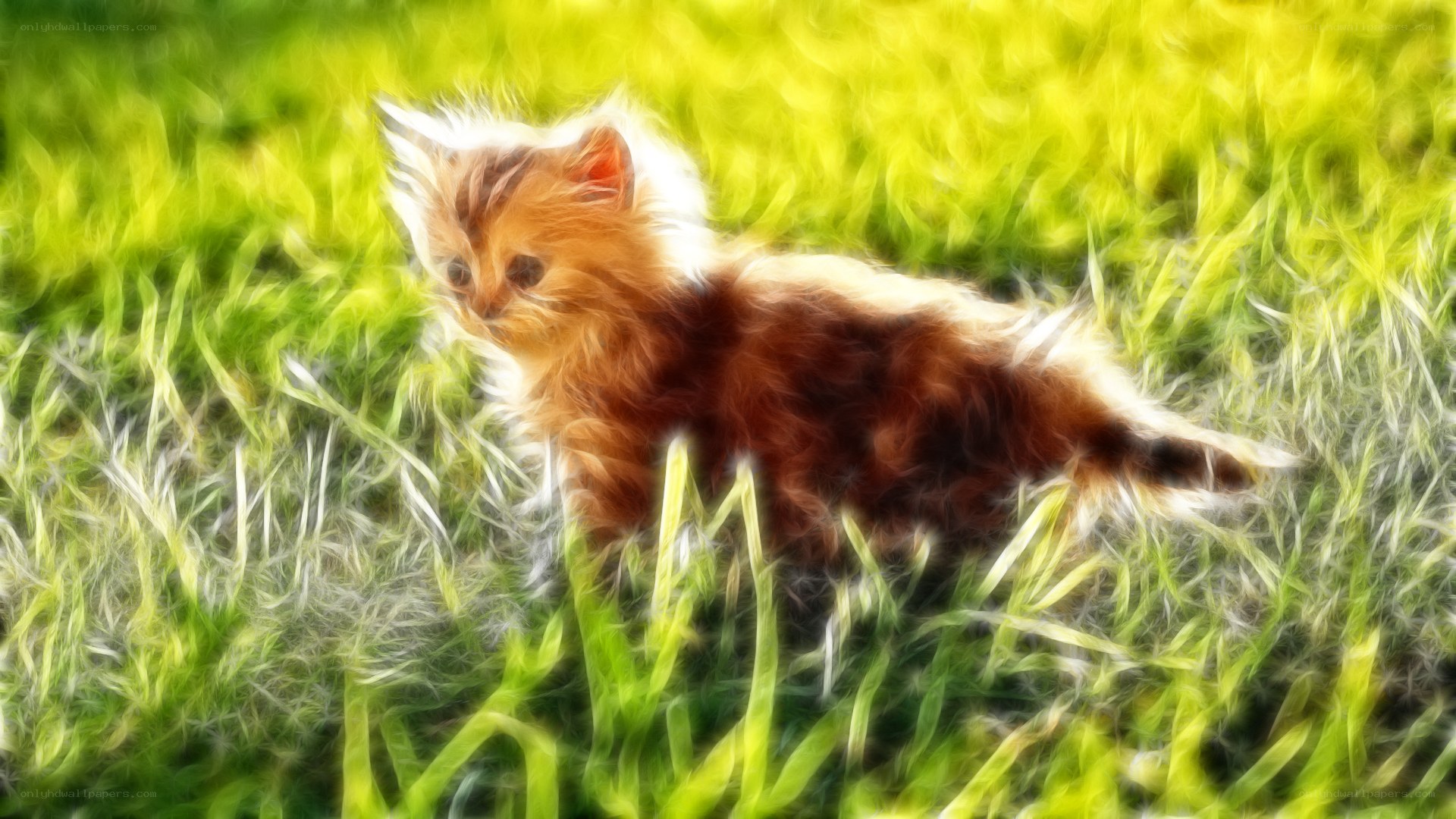 fluffy kitten in grass
