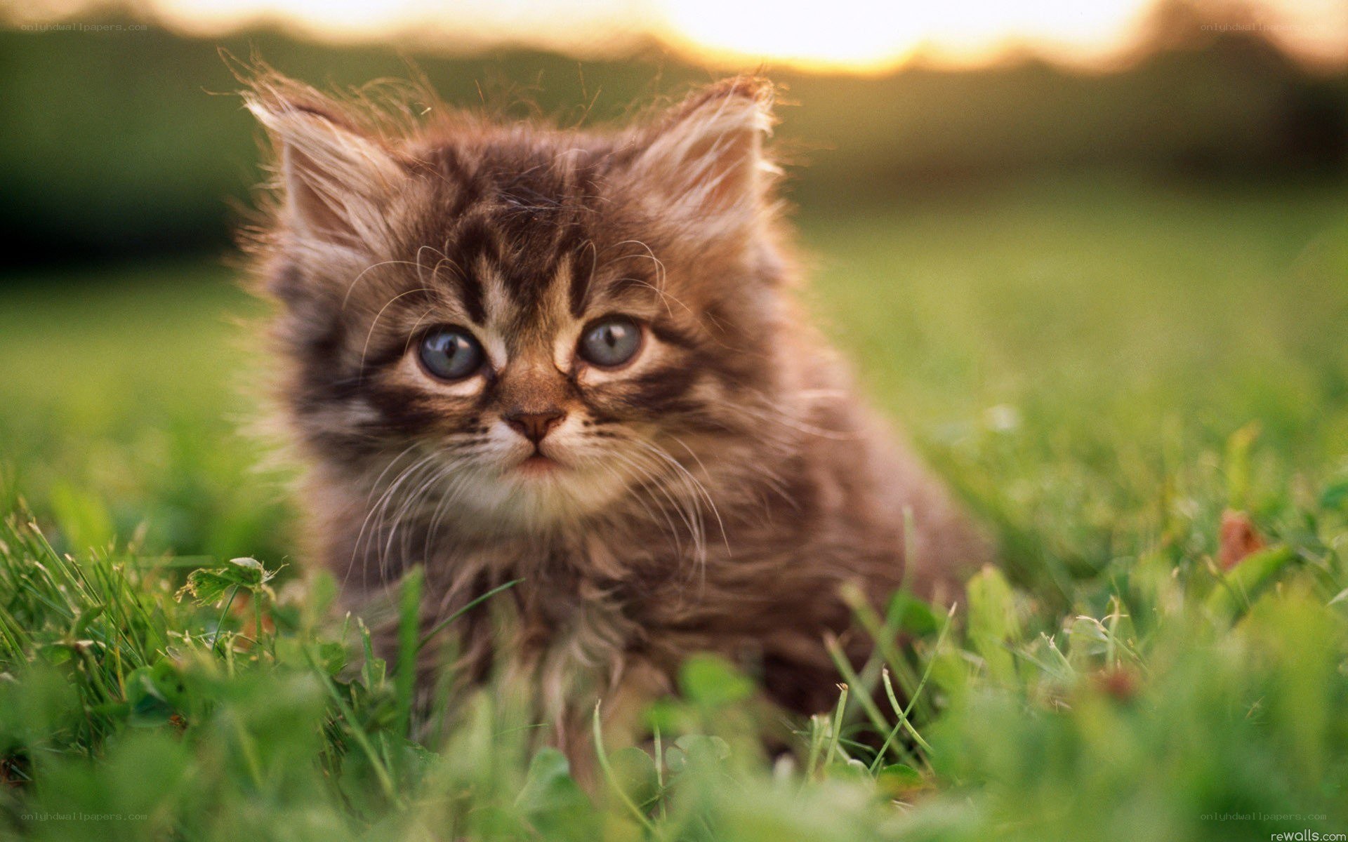 fluffy kitten in grass