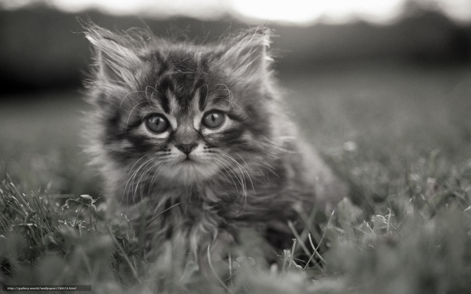 fluffy kitten in grass