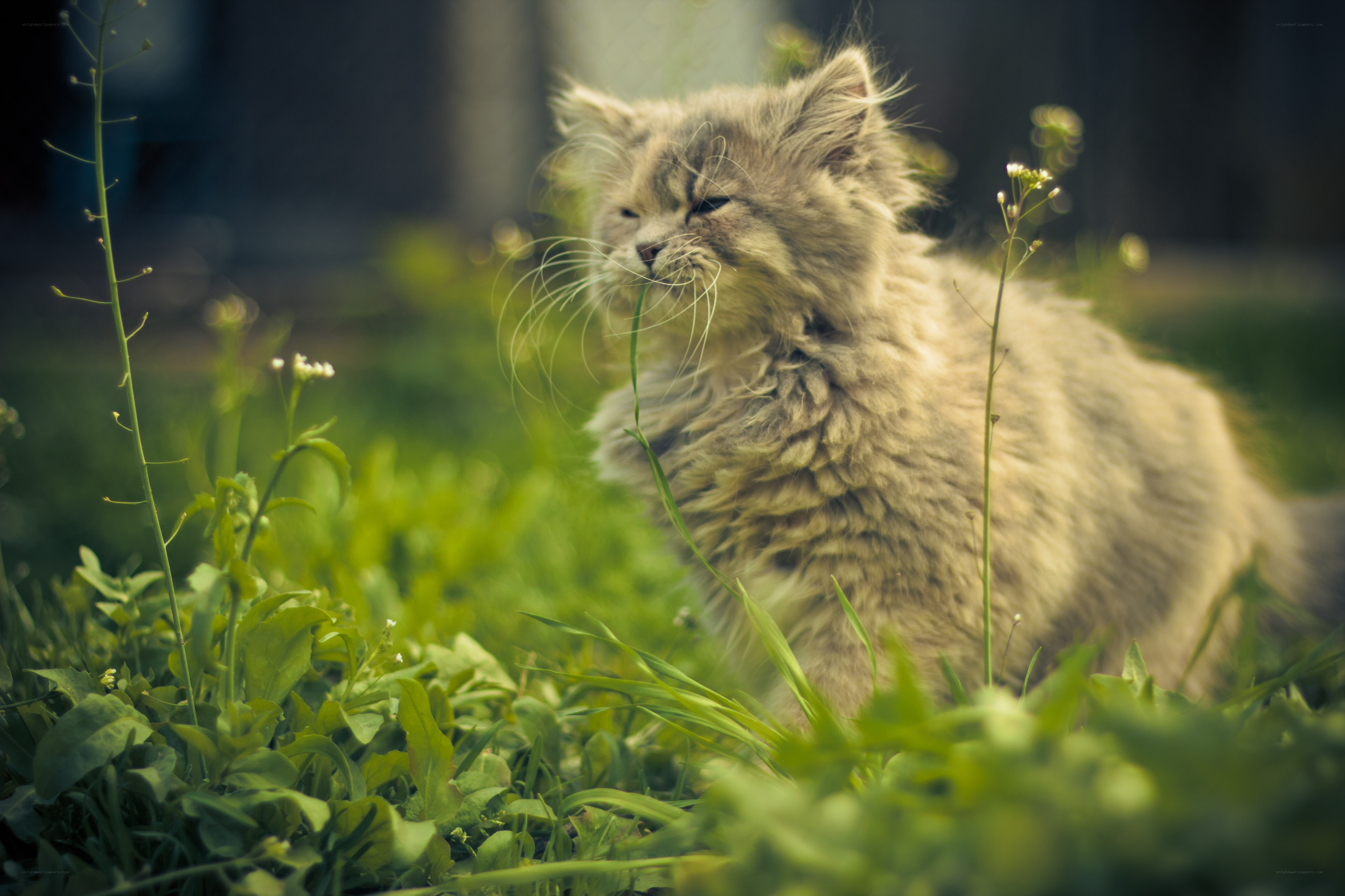 fluffy kitten in grass