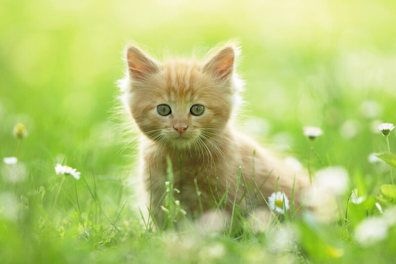 fluffy kitten in grass