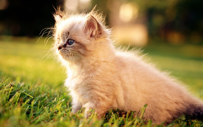 fluffy kitten in grass