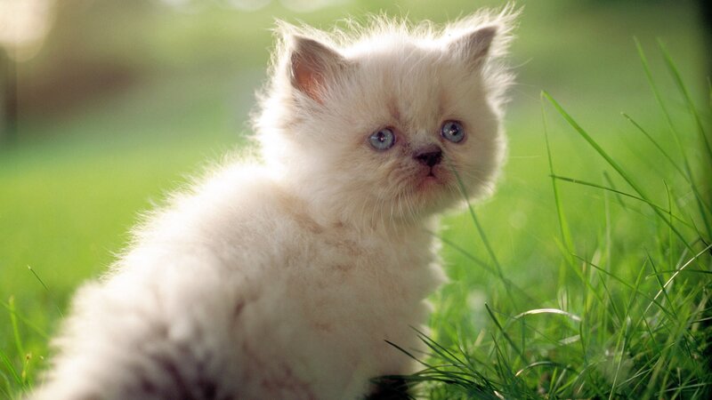 fluffy kitten in grass
