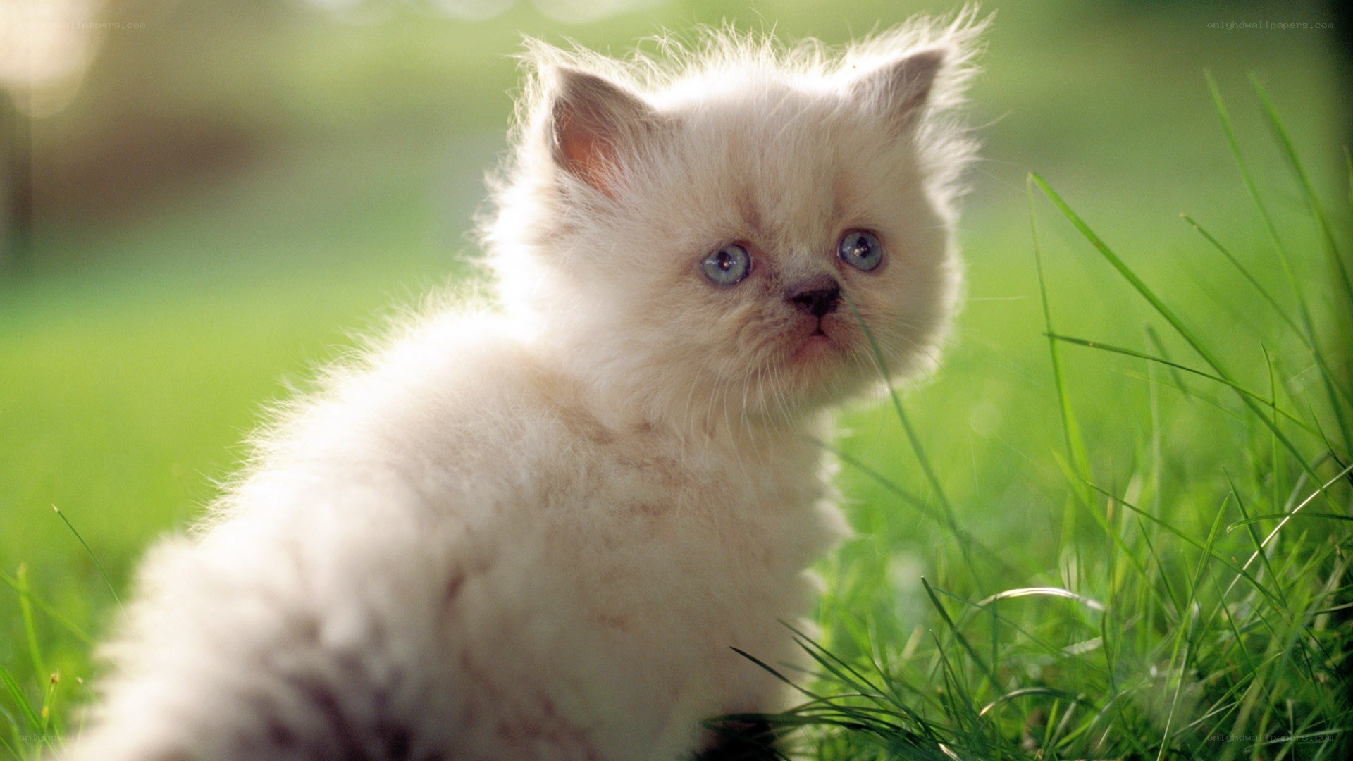 fluffy kitten in grass