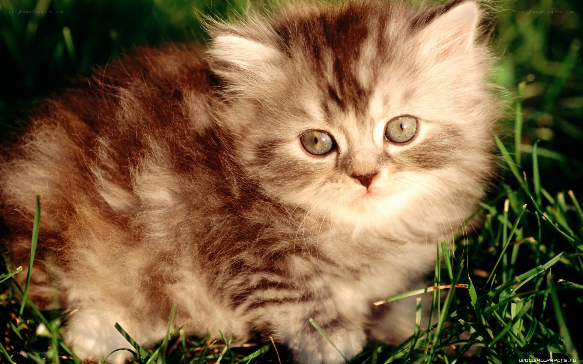 fluffy kitten in grass