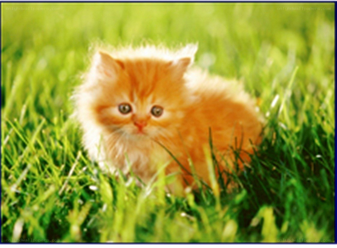 fluffy kitten in grass