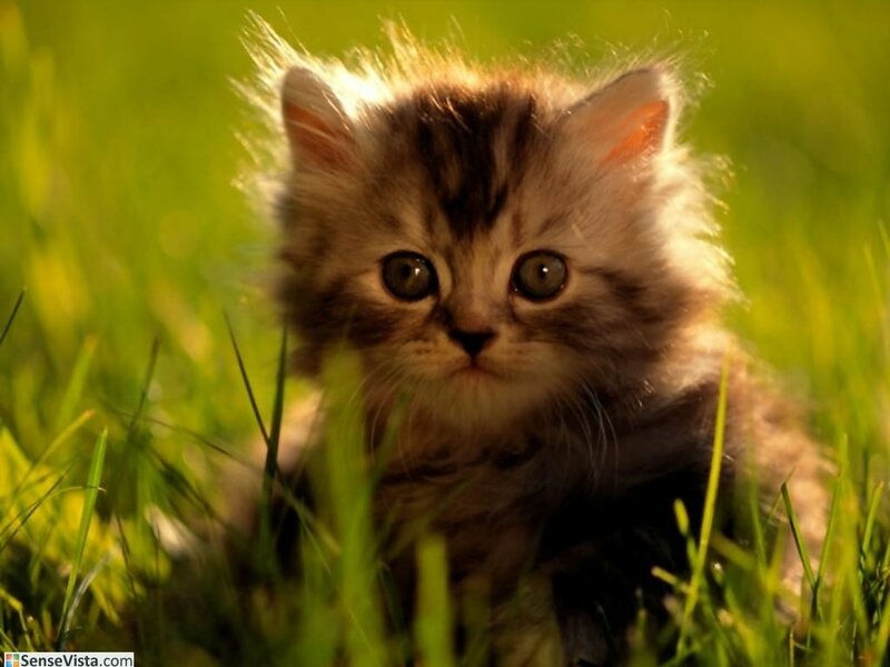 fluffy kitten in grass