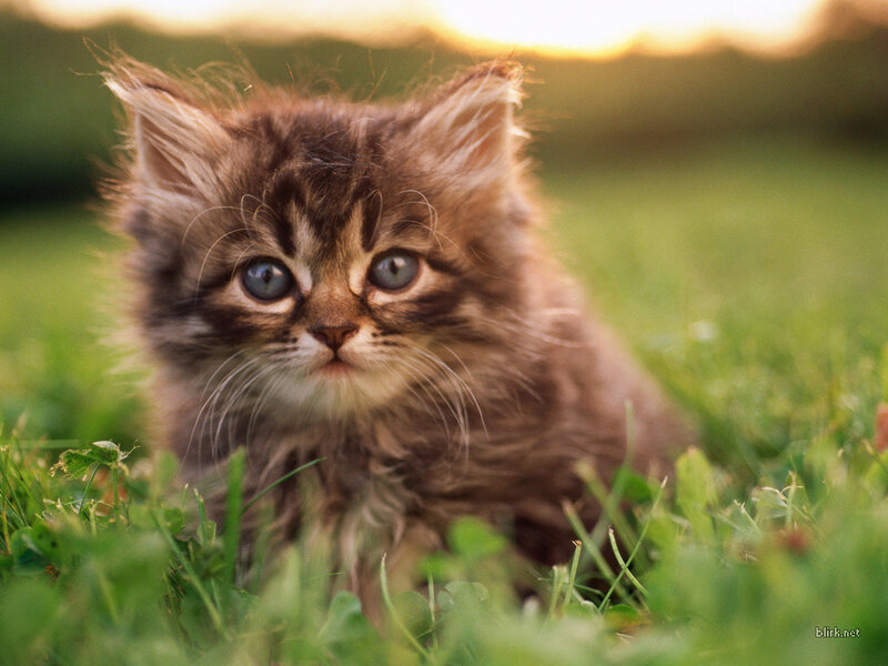 fluffy kitten in grass