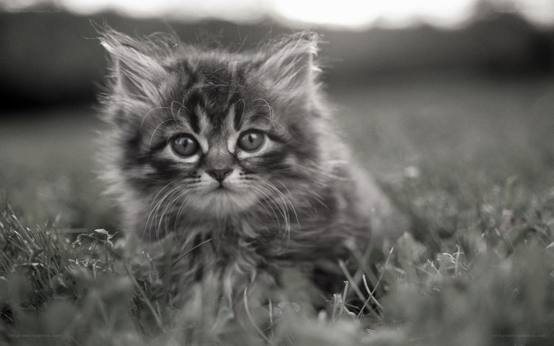 fluffy kitten in grass