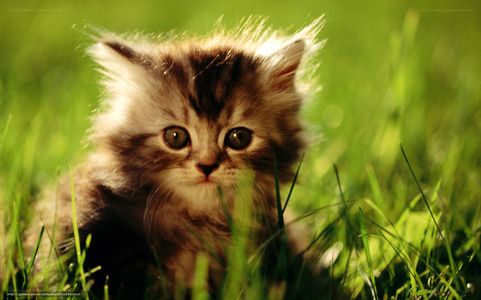 fluffy kitten in grass