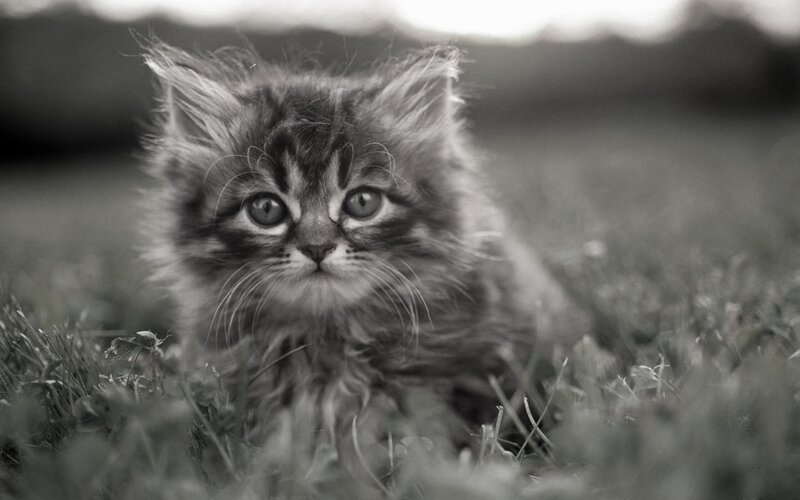 Fluffy Kitten in Grass — Black, Calm, Photograph