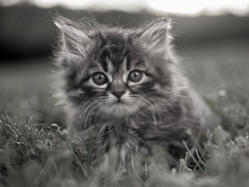 Fluffy Kitten in Grass — Black, Calm
