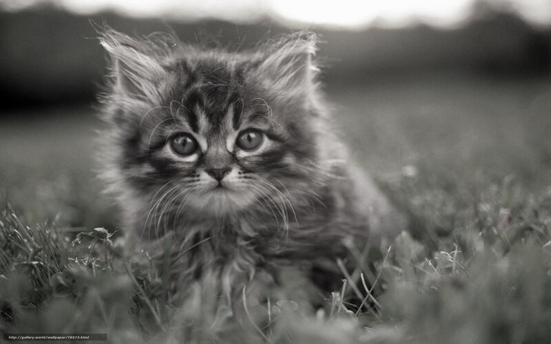Fluffy Kitten in Grass — Black