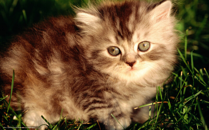 Fluffy Kitten in Grass — Brown, Calm, Afternoon
