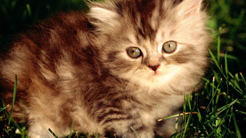 Fluffy Kitten in Grass — Brown, Calm