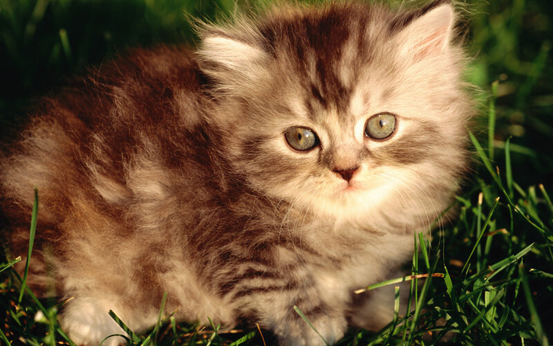 Fluffy Kitten in Grass — Brown