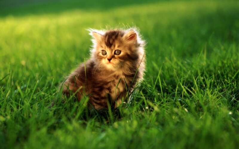 Fluffy Kitten in Grass — Calm, Afternoon