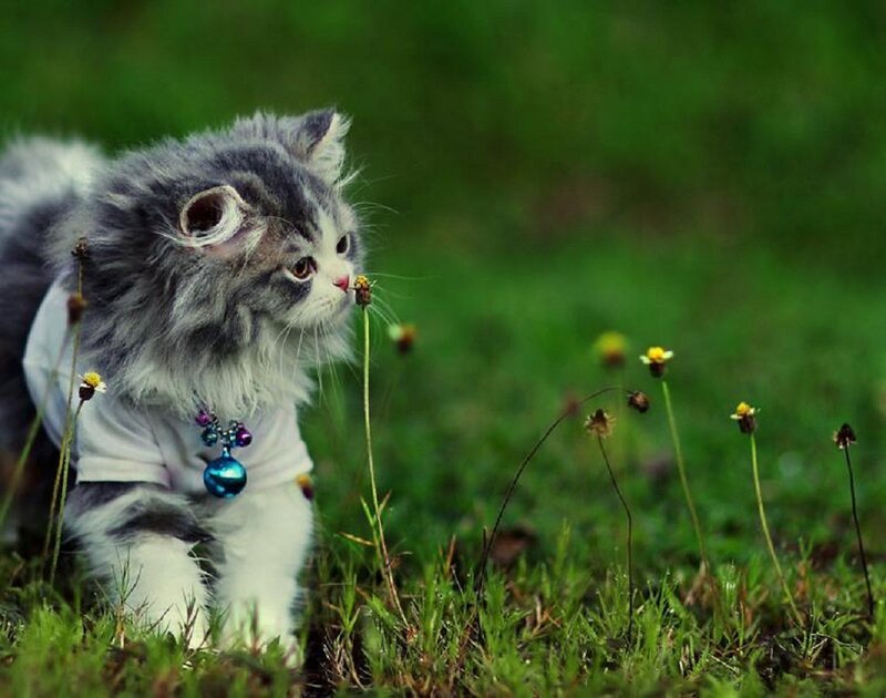 Fluffy Kitten in Grass — Green, Calm, Afternoon, Photograph, Flower
