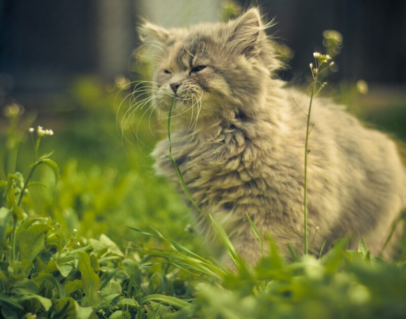Fluffy Kitten in Grass — Green, Calm, Afternoon, Photograph, Flowers