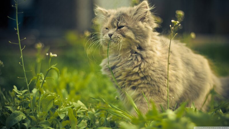Fluffy Kitten in Grass — Green, Calm, Afternoon, Photograph, Plant