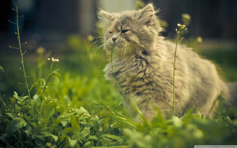 Fluffy Kitten in Grass — Green, Calm, Afternoon, Photograph, Plants, Outdoor
