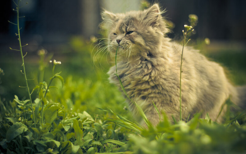 Fluffy Kitten in Grass — Green, Calm, Afternoon, Photograph, Plants