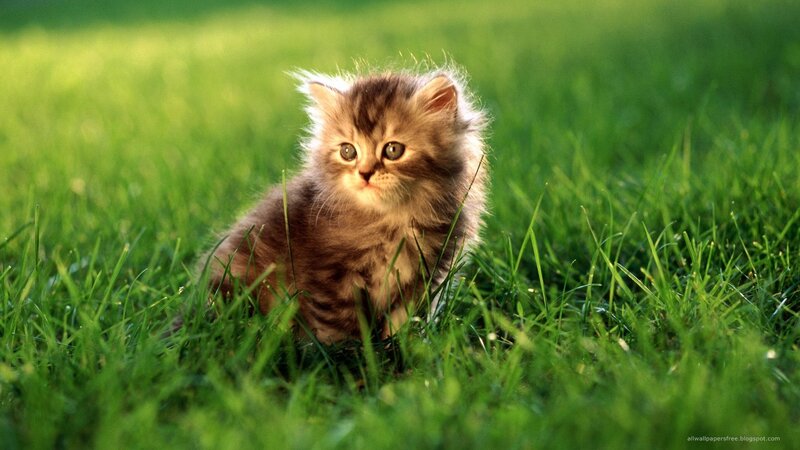 Fluffy Kitten in Grass — Green, Calm, Afternoon