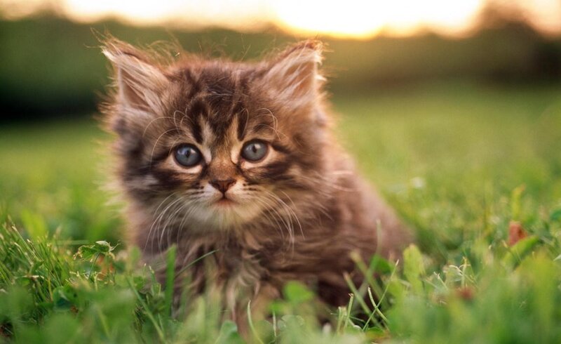 Fluffy Kitten in Grass — Green, Calm, Sunset, Photograph