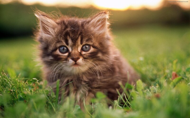 Fluffy Kitten in Grass — Green, Calm