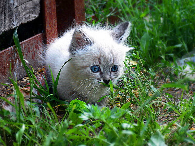 Fluffy Kitten in Grass — Green, Curious