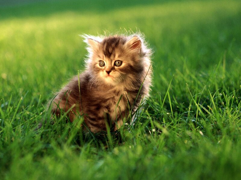 Fluffy Kitten in Grass — Green, Innocent