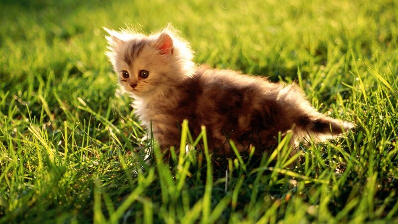 Fluffy Kitten in Grass — Green, Serene, Afternoon, Photograph, Brown, White