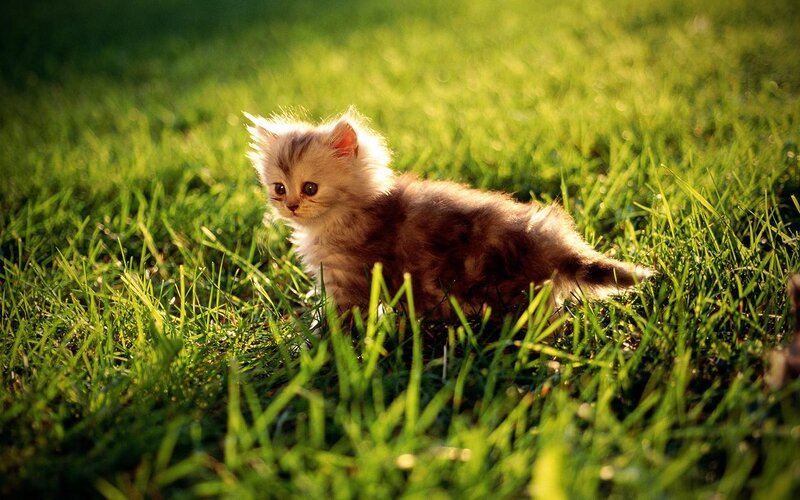 Fluffy Kitten in Grass — Green, Serene, Afternoon