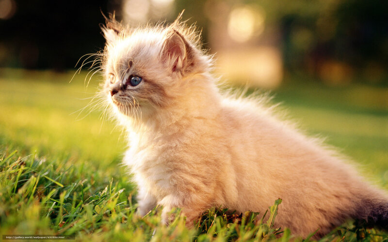 Fluffy Kitten in Grass — Green, Serene, Sunset, Photograph, Sunlight, Outdoor