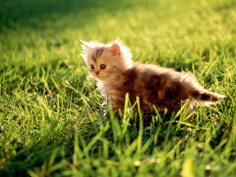 Fluffy Kitten in Grass — Green, Serene