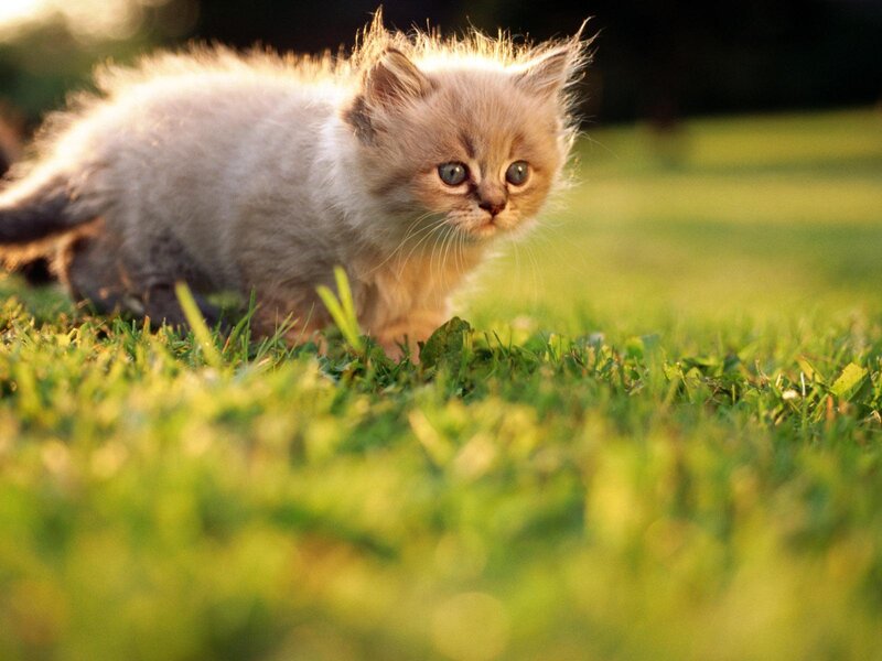 Fluffy Kitten in Grass — Green