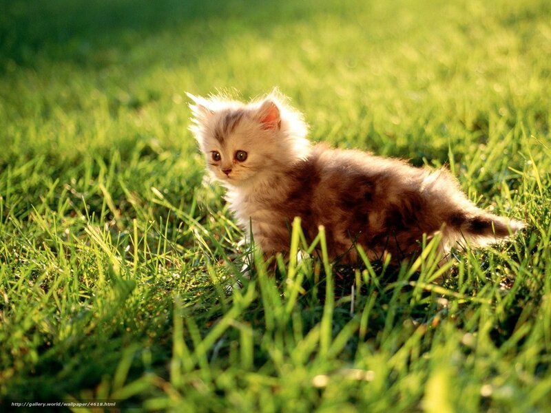 fluffy kitten in grass