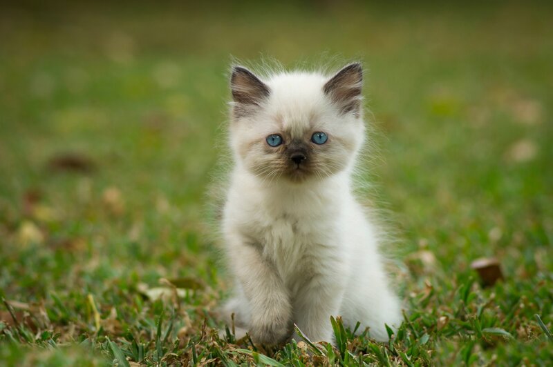 Fluffy Kitten in Grass — White, Calm, Afternoon, Photograph, Blue Eyes