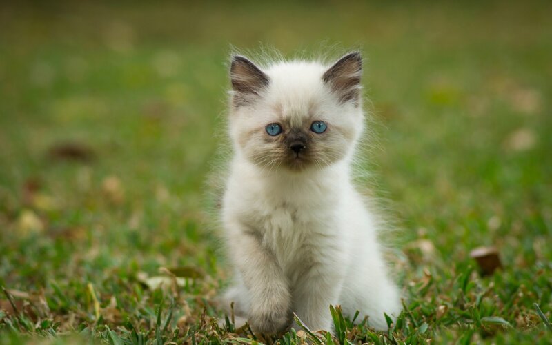 Fluffy Kitten in Grass — White, Calm, Afternoon, Photograph