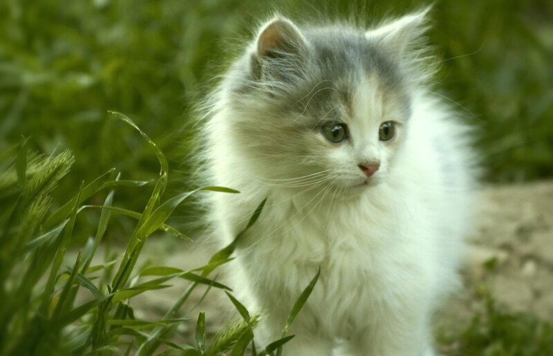 Fluffy Kitten in Grass — White, Calm, Afternoon