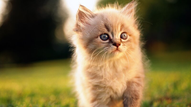 Fluffy Kitten in Grass — White, Calm, Sunset