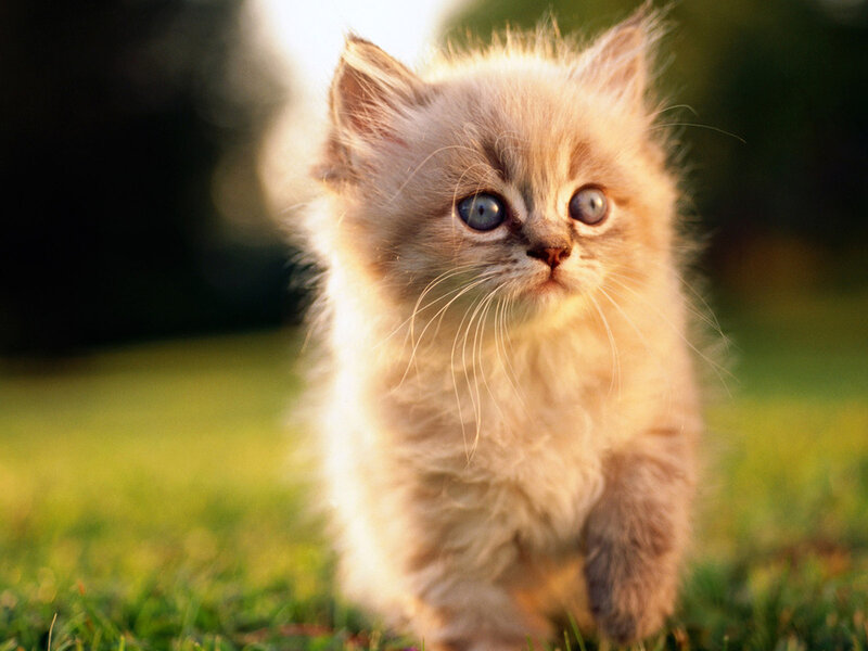 Fluffy Kitten in Grass — White, Calm