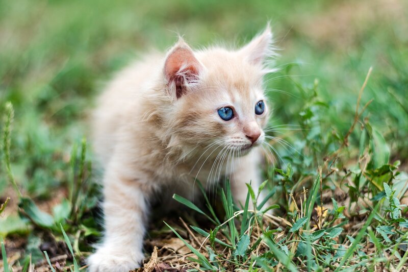 Fluffy Kitten in Grass — White, Curious