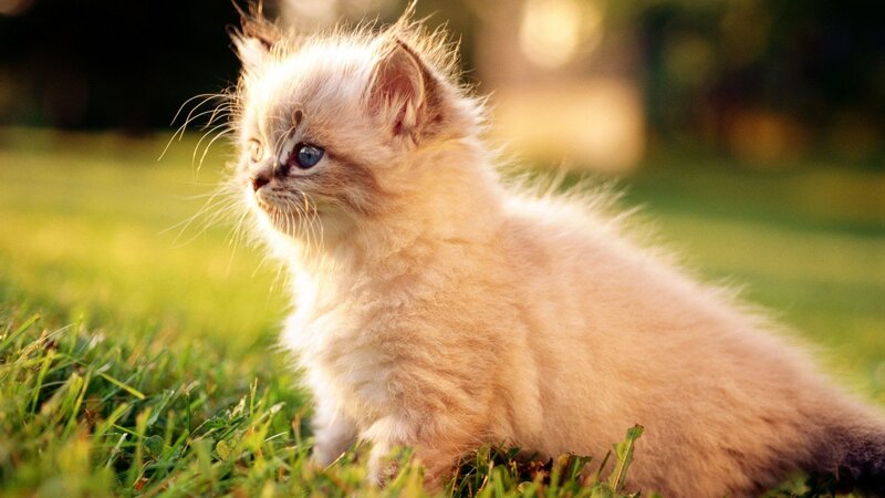 Fluffy Kitten in Grass — White, Serene