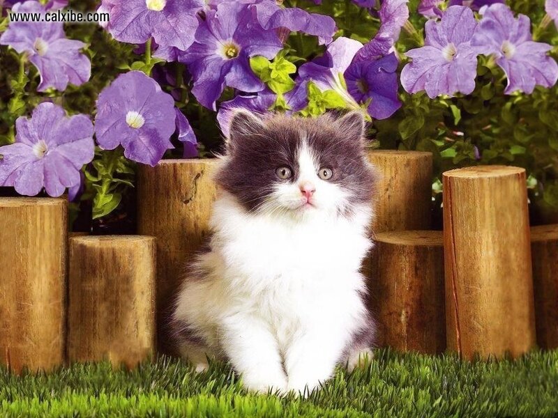 Fluffy Kitten in Grass — White
