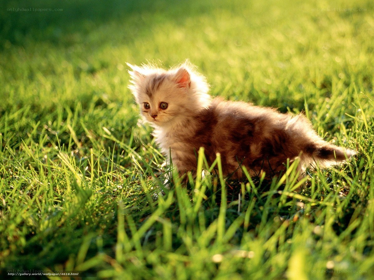 fluffy kitten in grass